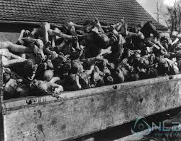 Znalezione obrazy dla zapytania jak niemcy znęcali się nad ludzmi podczas wojny
