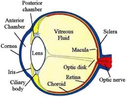 Image result for human eye