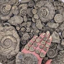 Common brimstone (Gonepteryx rhamni) - Italy My page on FB. https://www.facebook.com/carlo.galliani.58…