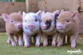 Image result for beautiful pigs