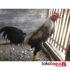 Hasil gambar untuk ayam birma hari ini