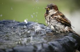 Afbeeldingsresultaat voor vogel in waterbadje