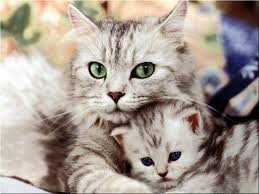 Resultado de imagem para gato