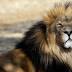 The Economic Argument For Killing Cecil The Lion Doesn't Hold Up