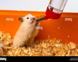 hamster drinking water from a water bottle.の画像