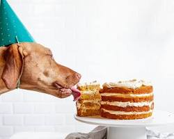 dog with a birthday cakeの画像