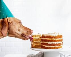 dog eating a birthday cakeの画像