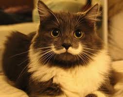 Image result for cats