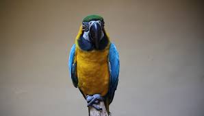 Image result for macaw parrot hd