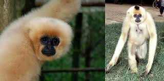 Image result for gibbon