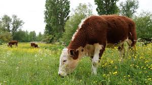 farm
