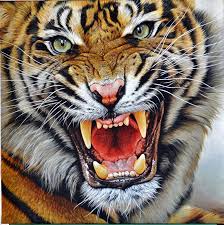 Image result for tiger roar