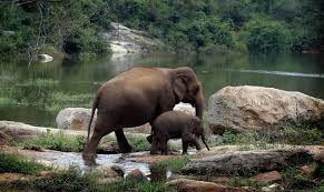 Image result for images of Bannerghatta national park