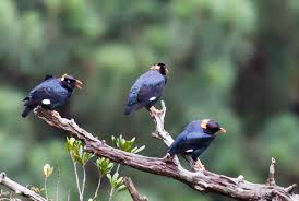 Image result for nakals forest sri lanka