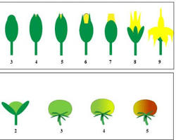 Image of Fruiting and flowering stage in plants