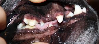 Image result for dogs teeth