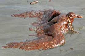 images?q=tbn:ANd9GcREqPw7cq60KqColJ--32VkOoJO_PKDMtNAbhe3rzuZ_0cVogOj