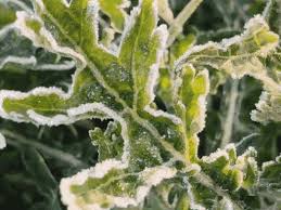 Severe cold & cloudy skies in Rajasthan: Weak sunshine over western belt; temperatures expected to rise sli...