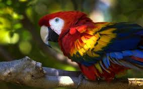Image result for macaw parrot hd