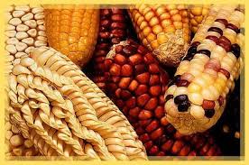 Resultado de imagen para productos alimenticios monocultivo