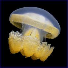 Jellyfish - Palau - Micronesien - Bild \u0026amp; Foto von Torben Bohn aus ...