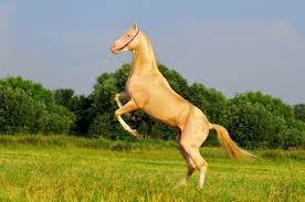 Image result for HORSE