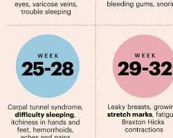 صورة early pregnancy symptoms calendar and cycle timeline