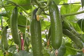 salatalık gübreleme ile ilgili görsel sonucu