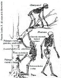 Resultado de imagen para teoria de la evolucion del bipedismo