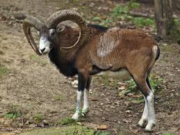Image result for GOAT
