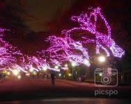 上野恩賜公園 イルミネーションの画像