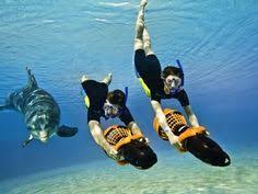 Image result for dolphins on carnival cruise image