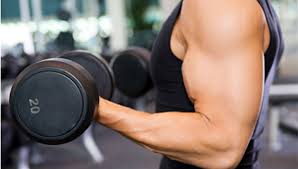 Image result for muscles