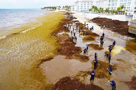 Cancun Battles Sargassum Seaweed Surge: What Travelers Need to Know