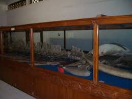 Hasil gambar untuk museum ra kartini jepara