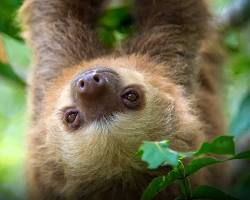 Image of Sloths of San Diego