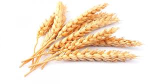 قیمت گندم