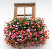 Imagini pentru PLANTELE CURGATOARE