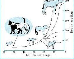 Image of Edward Drinker Cope's Rule evolutionary size increase diagram