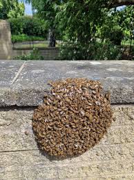 The Bee Swarm: A Rare Phenomenon Worth Protecting – New and Tips
