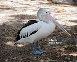 Australian pelican in full body的圖片