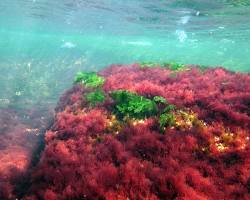 Image of Red algae in shallow water