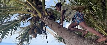 Resilience for a Local Tuvaluan Economy: Notes from the Field
