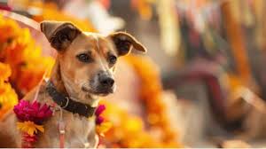 Bengaluru to Celebrate 'Festival of Dogs' on October 17: A Celebration of Canine Companionship