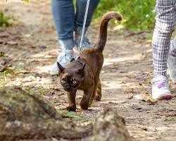 cat and owner enjoying a walk in a parkの画像