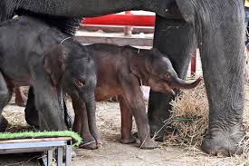 Rare 'miracle' elephant twins born in Thailand - ABC News