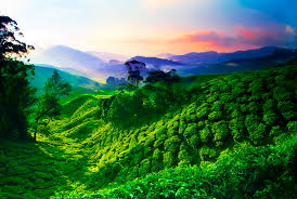 Image result for cameron highland in malaysia