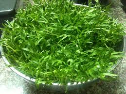 Image result for RAU MẦM CẢI XANH