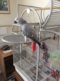 Image result for african grey parrot for sale