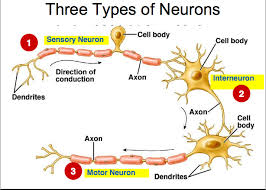 Image result for sensory neuron